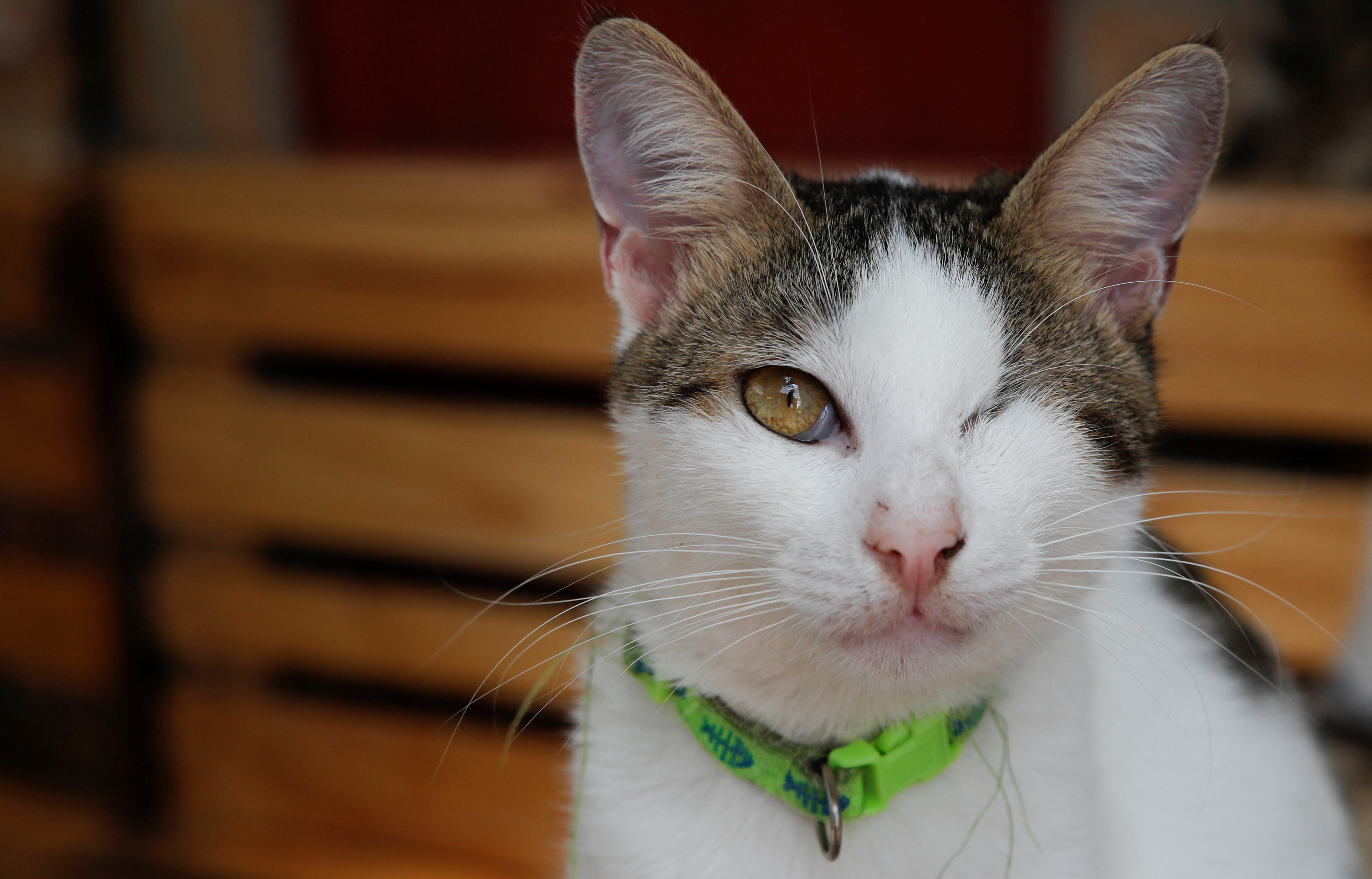 狗和猫是不是色盲,狗和猫是色盲吗