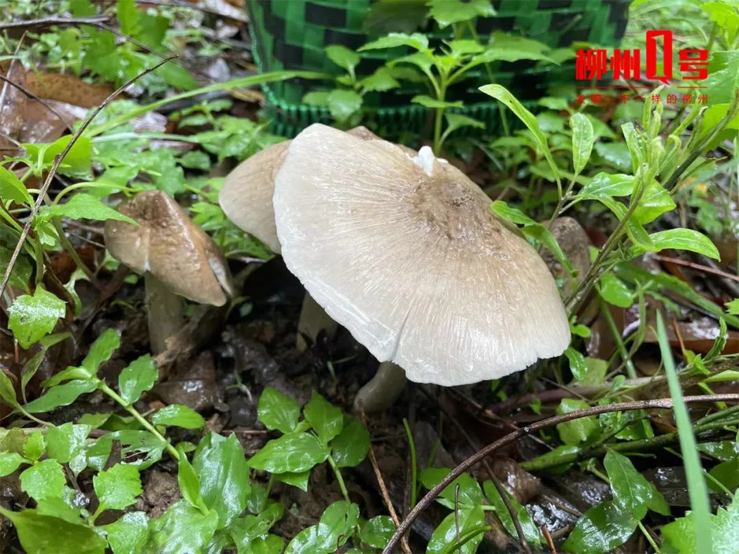 近期增多！味道鲜甜，有人吃完被“放倒”！柳州医生紧急提醒