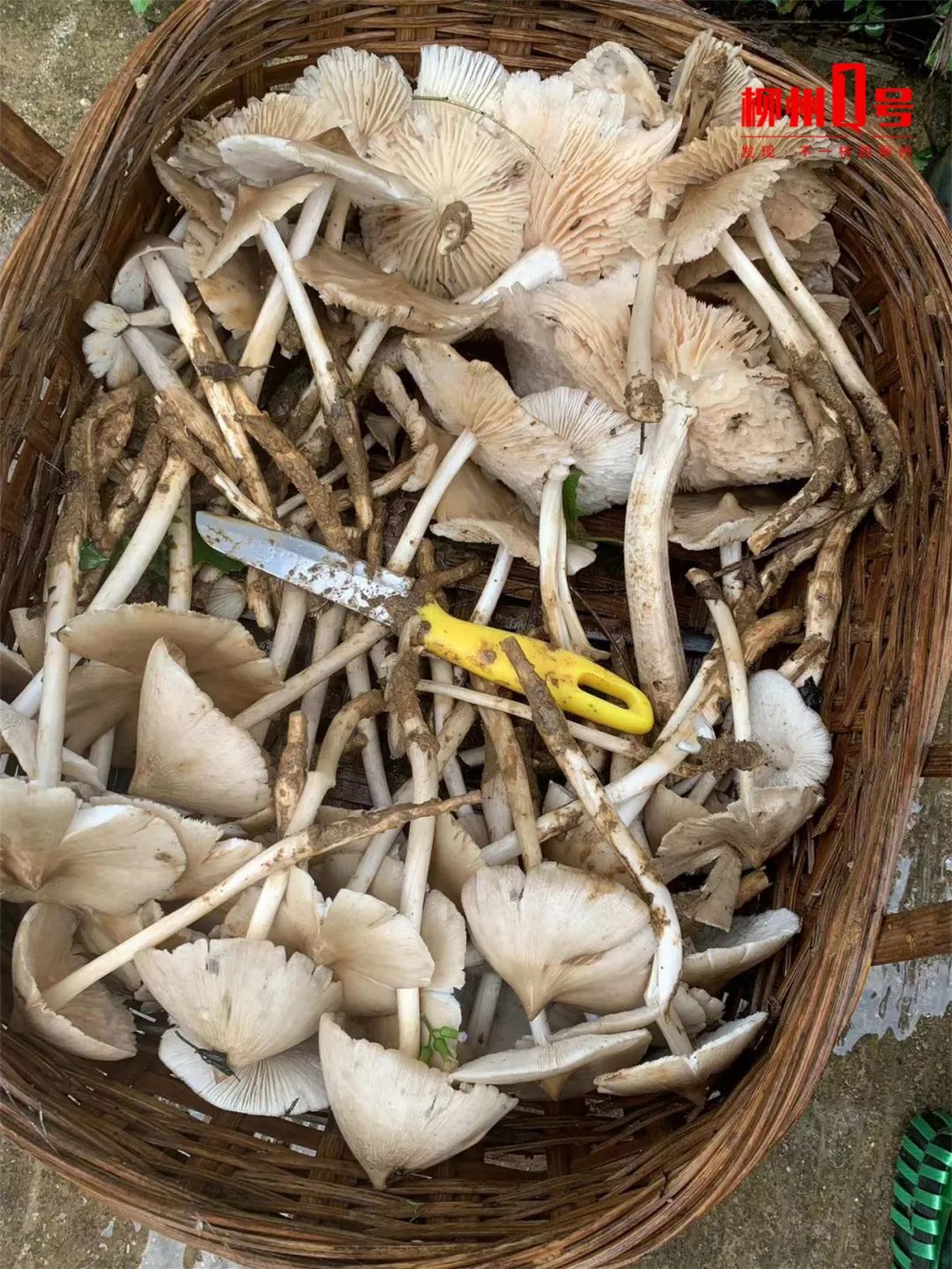 近期增多！味道鲜甜，有人吃完被“放倒”！柳州医生紧急提醒