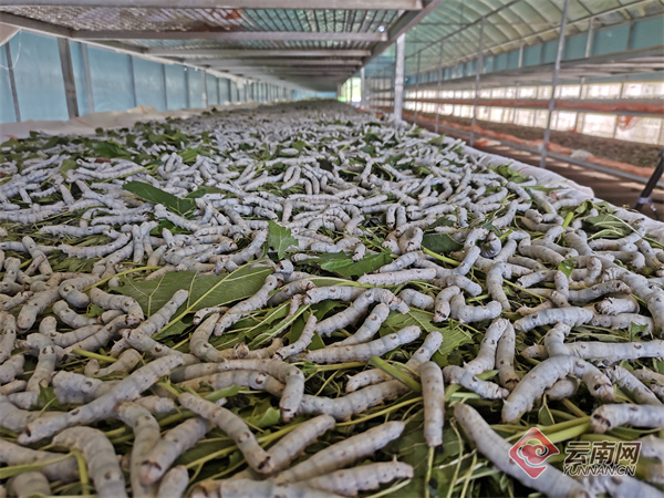 昭通镇雄县：“致富丝”编织农家“幸福梦”