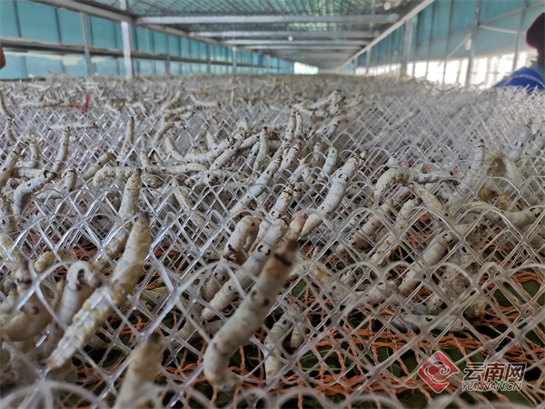 昭通镇雄县：“致富丝”编织农家“幸福梦”