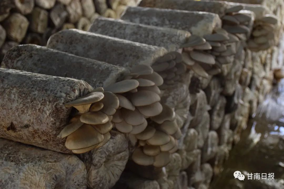 探访返乡创业的新农人现状,90后小伙返乡创业当“新农人”