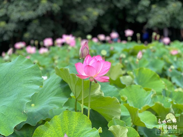 昆明翠湖公园荷花,赏荷花昆明最佳地方