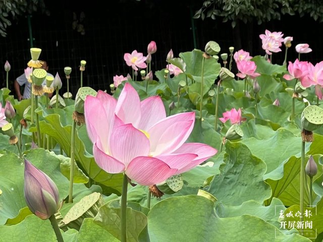 昆明翠湖公园荷花,赏荷花昆明最佳地方
