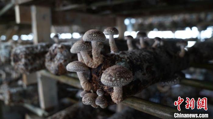 宁夏发展菌菇生产的有利条件,宁夏菌菇种植