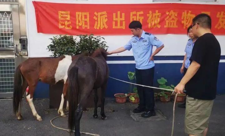 凌晨时分，2匹小马出没温州街头，民警化身“赶马倌”