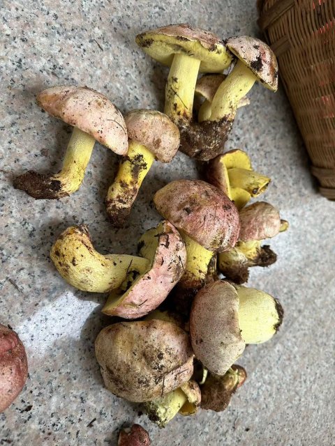 开屏策划｜上哪找菌、怎么识菌？云南捡菌“老司机”这样说→