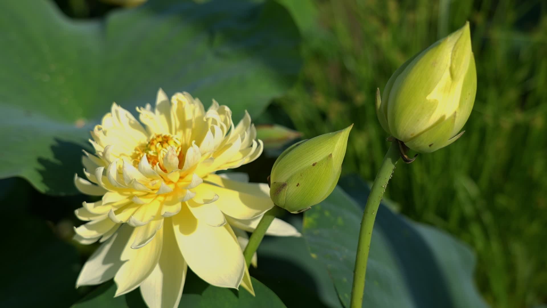 【‘荷’美与共】“荷”你相遇“莲”动盛夏