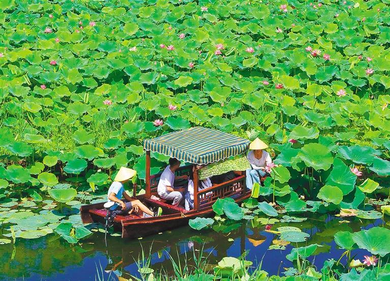 夏日赏荷文言文翻译,夏日赏荷