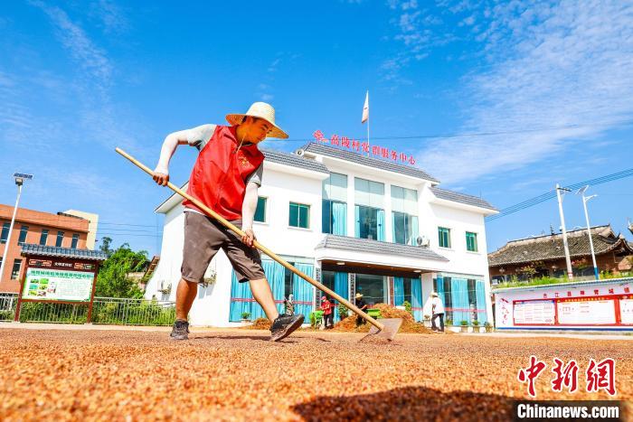 仁怀市30万亩高粱喜获丰收,渠县高粱丰收