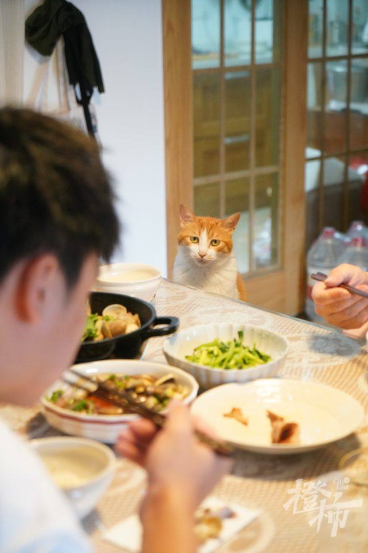 喜欢和主人互动的动物,金丝熊波妞