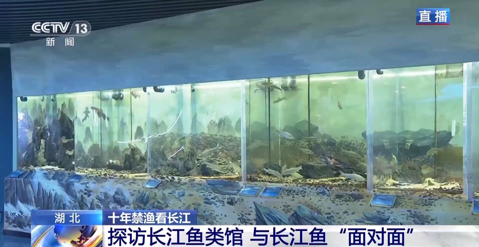 长江禁渔鱼类数据变化,长江禁渔三年多鱼儿们过得怎么样