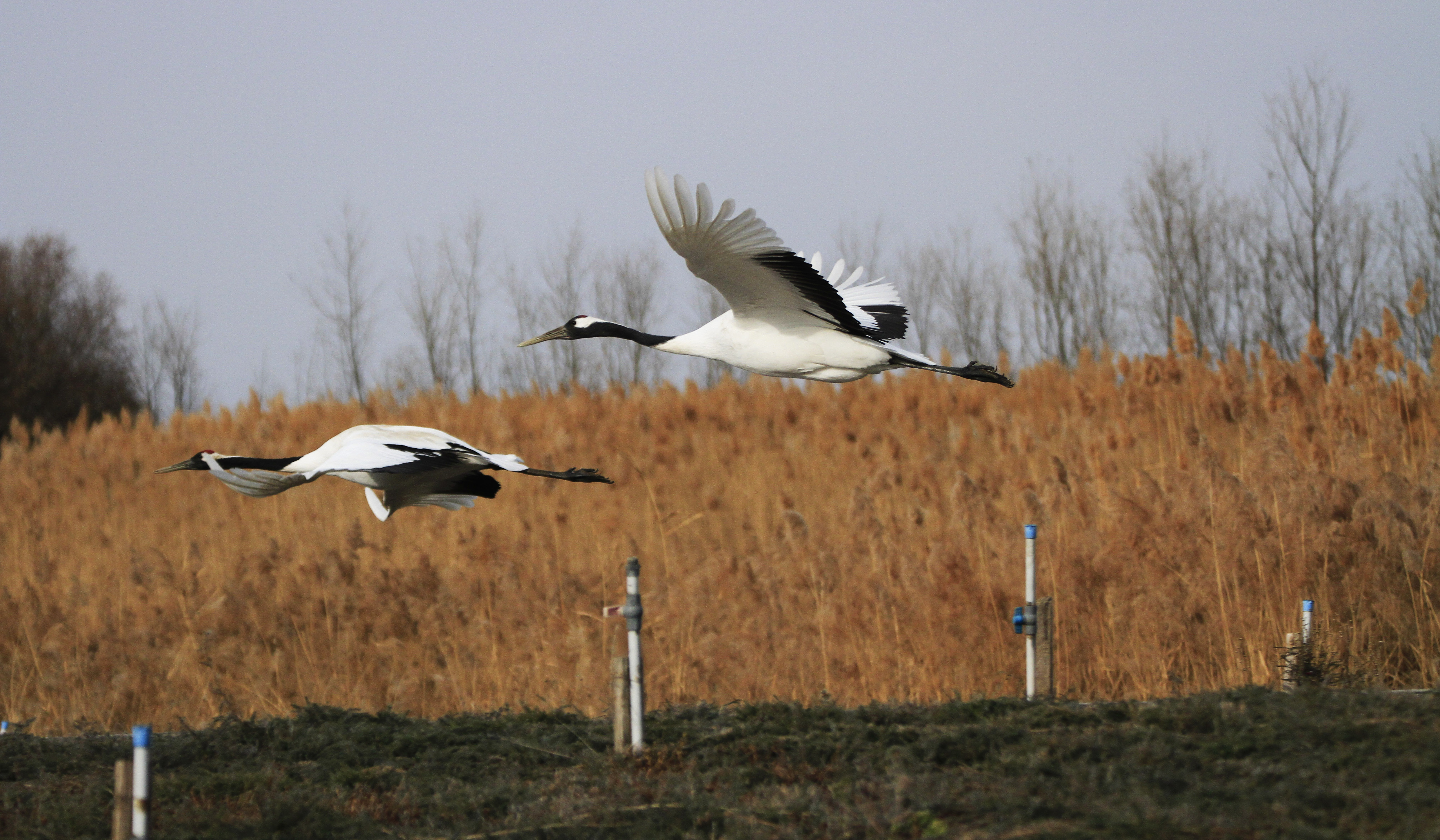 寒冷冬天美景如画,环境美景欣赏