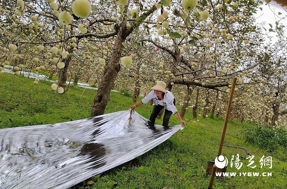 印台红土苹果,印台红富士