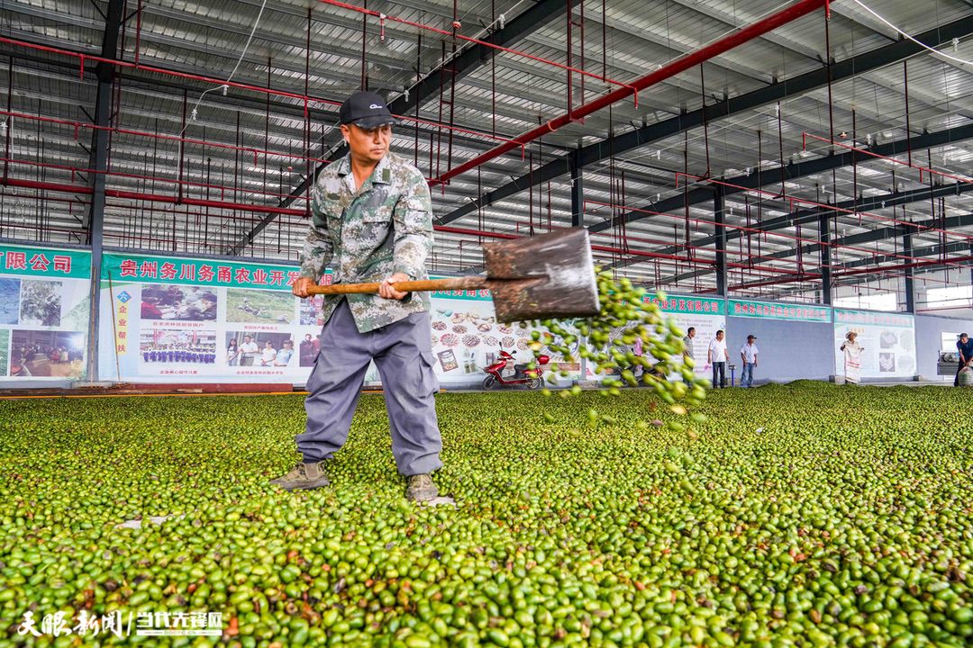 务川香榧种植技术,香榧产业发展可行性分析