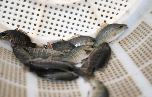 *江阳**这位水产界“大姐大”，荣获全国农业农村劳动模范