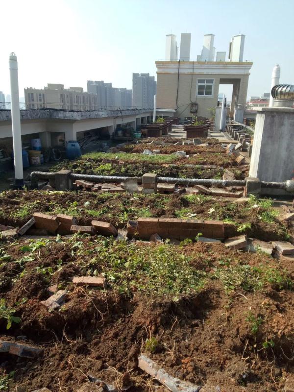 楼顶“开垦”成菜园,老人把楼顶做成菜园