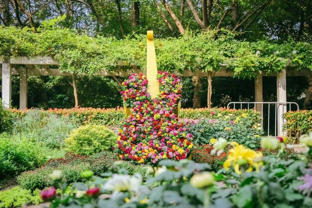上海菊花展进最佳观赏期,上海菊花展在哪个公园