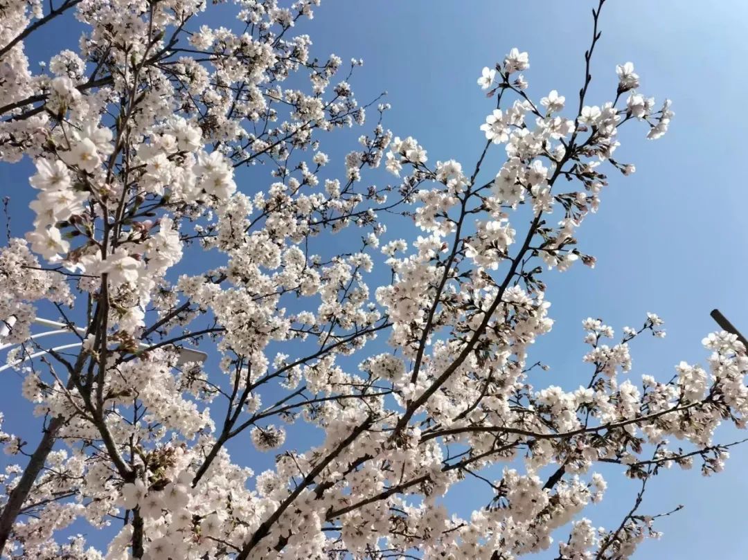 潍坊哪里的樱花最好,潍坊樱花大道在哪里