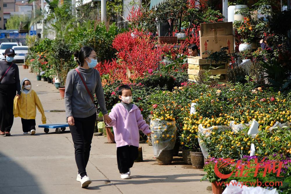 广州年花的品种名称价格,今年广州花卉市场行情