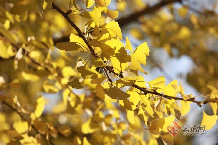 云南银杏熟了,云南银杏落叶