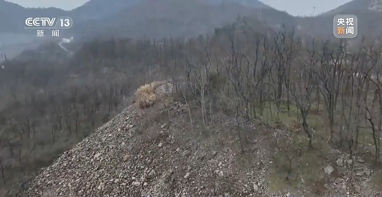 石缝种植植物,石缝种树