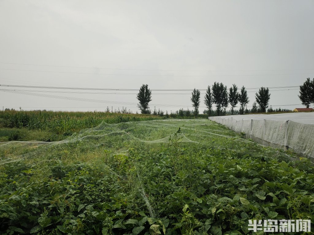 胶州豆虫养殖基地,山东小伙带领全村养豆虫
