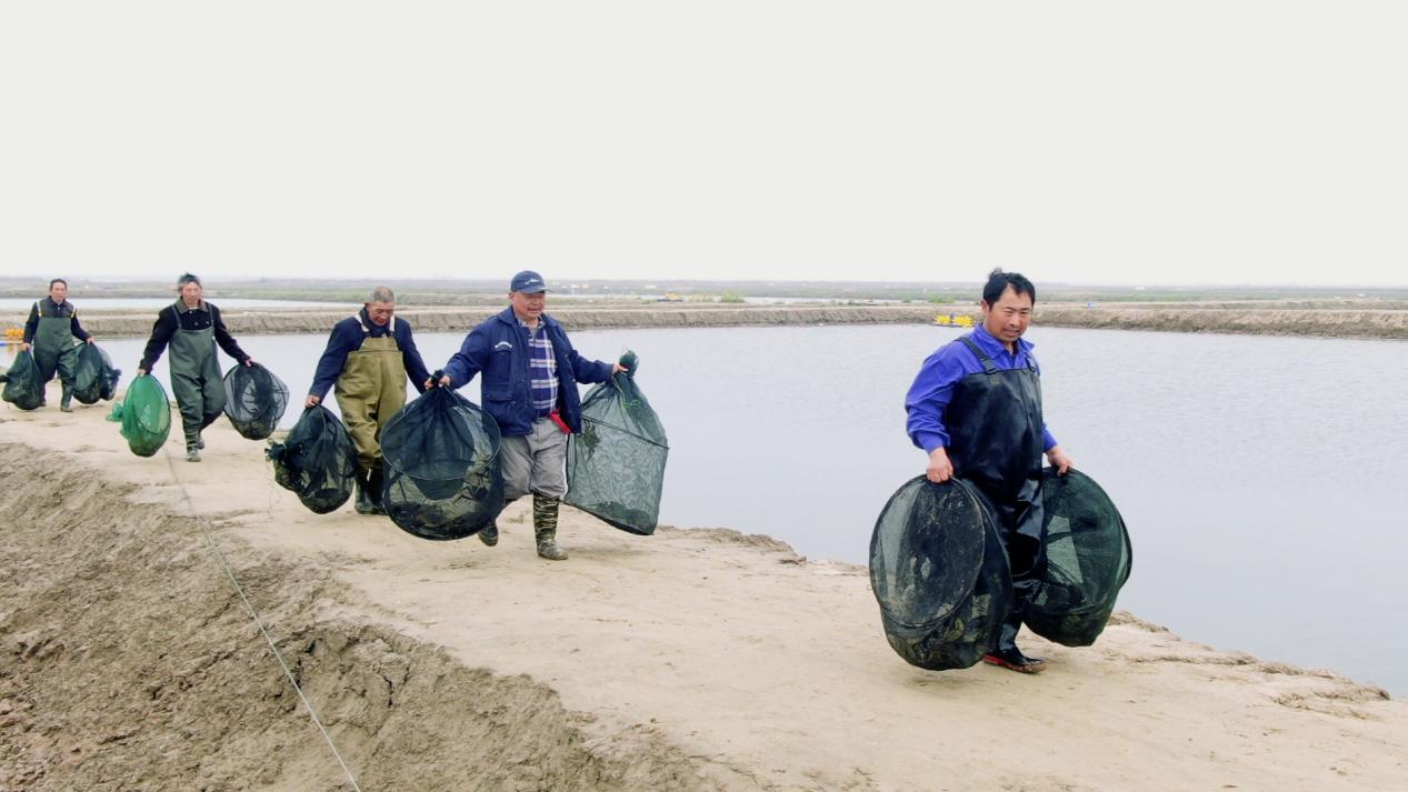是“鸟类天堂”也是螃蟹宝宝“幼儿园”！江苏条子泥湿地千亩蟹塘挂笼