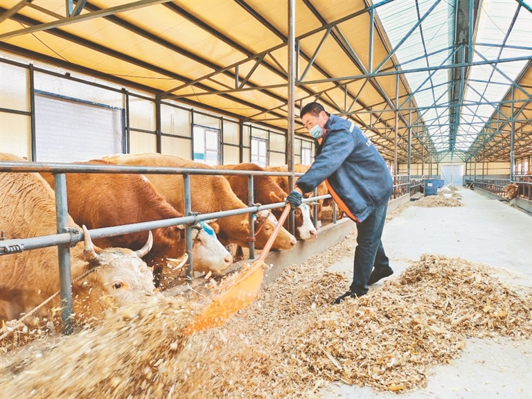 打造县域肉牛产业链,肉牛养殖三产融合模式图