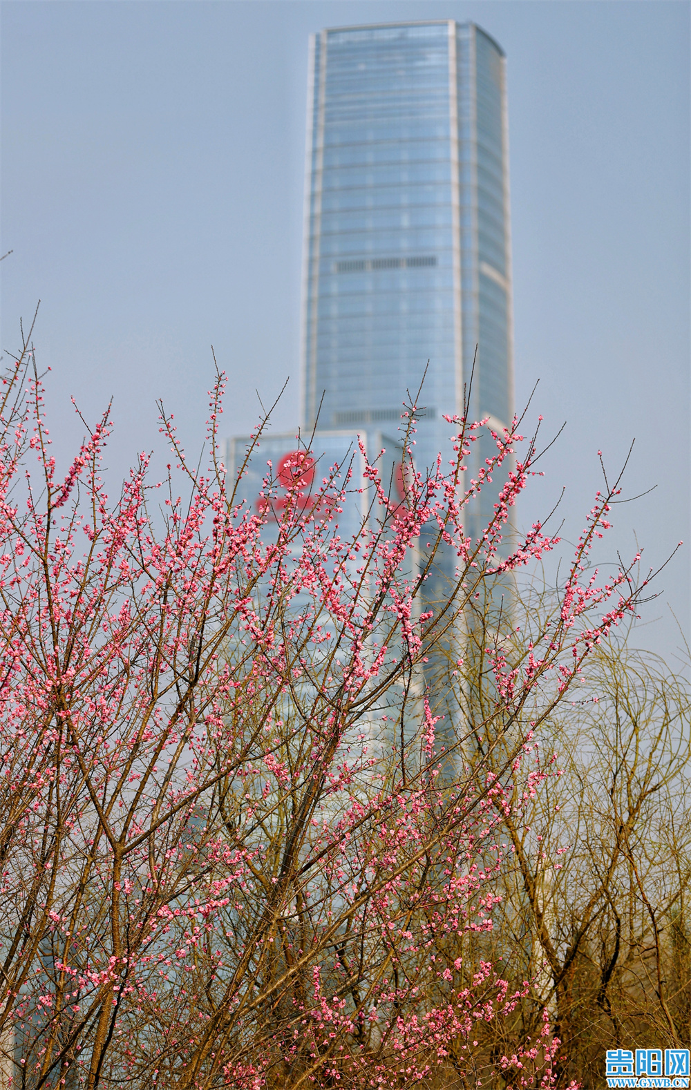 繁花盛开，属于贵阳的初春壁纸来啦