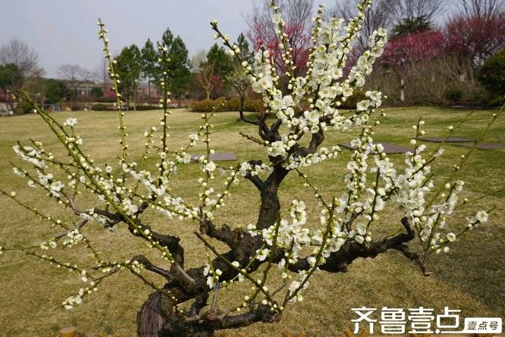 冬日梅园暗香浮动,梅园暗香的抖音