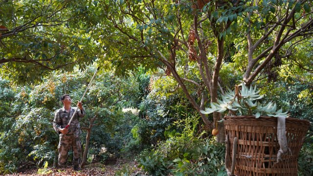 元江三月红早熟荔枝上市,云南元阳三月红荔枝抢鲜上市